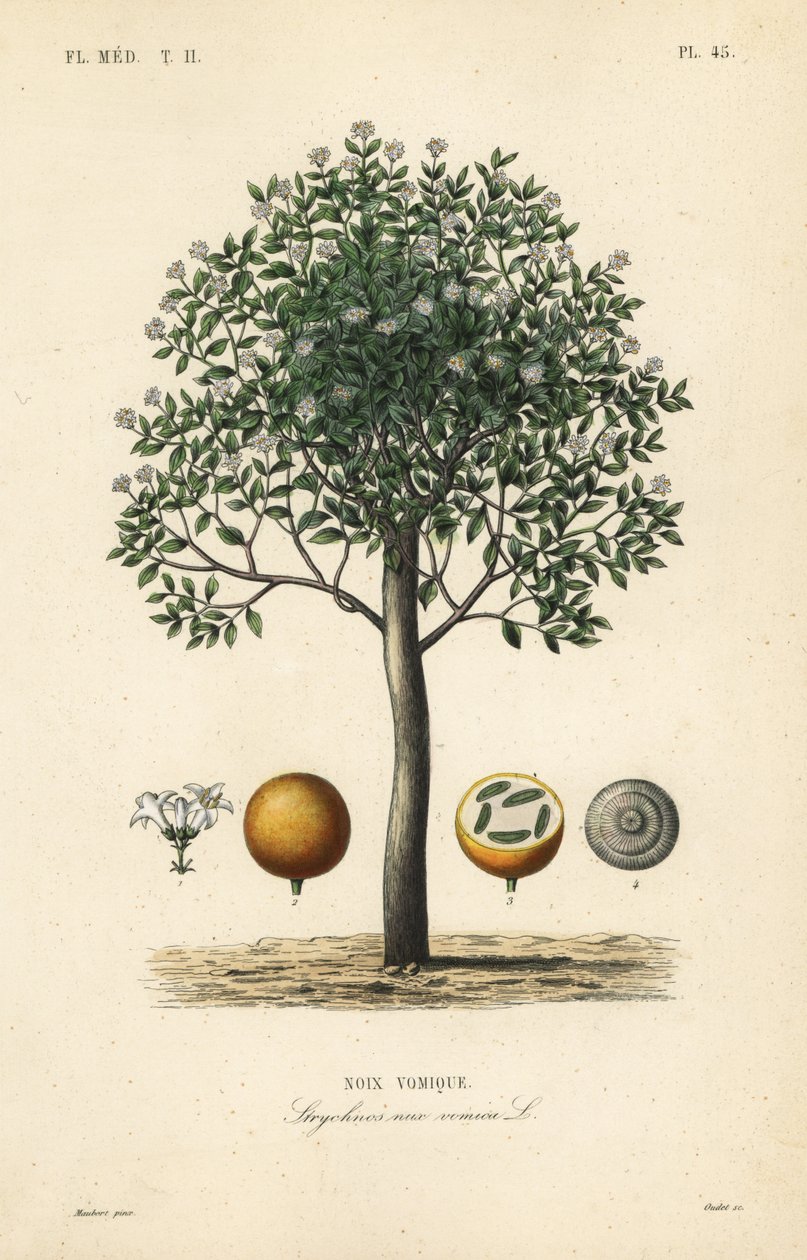 Albero della stricnina, noce vomica da Unbekannt