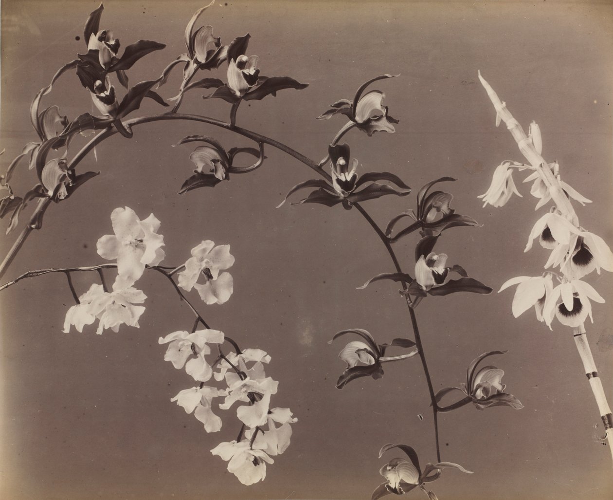 Studio di orchidee da Unbekannt