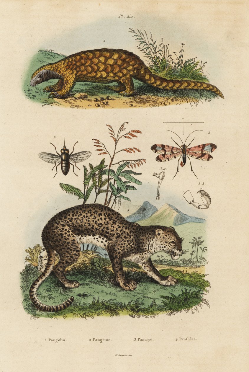 Pangolino della Sonda, Manis javanica, in pericolo critico 1, leopardo, Panthera pardus 4, tafano, Tabanus rostratus 3, mosca scorpione, Panorpa communis 3 da Unbekannt