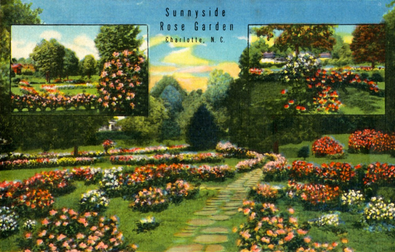 Giardino delle rose di Sunnyside, Charlotte, N.C. da Unbekannt