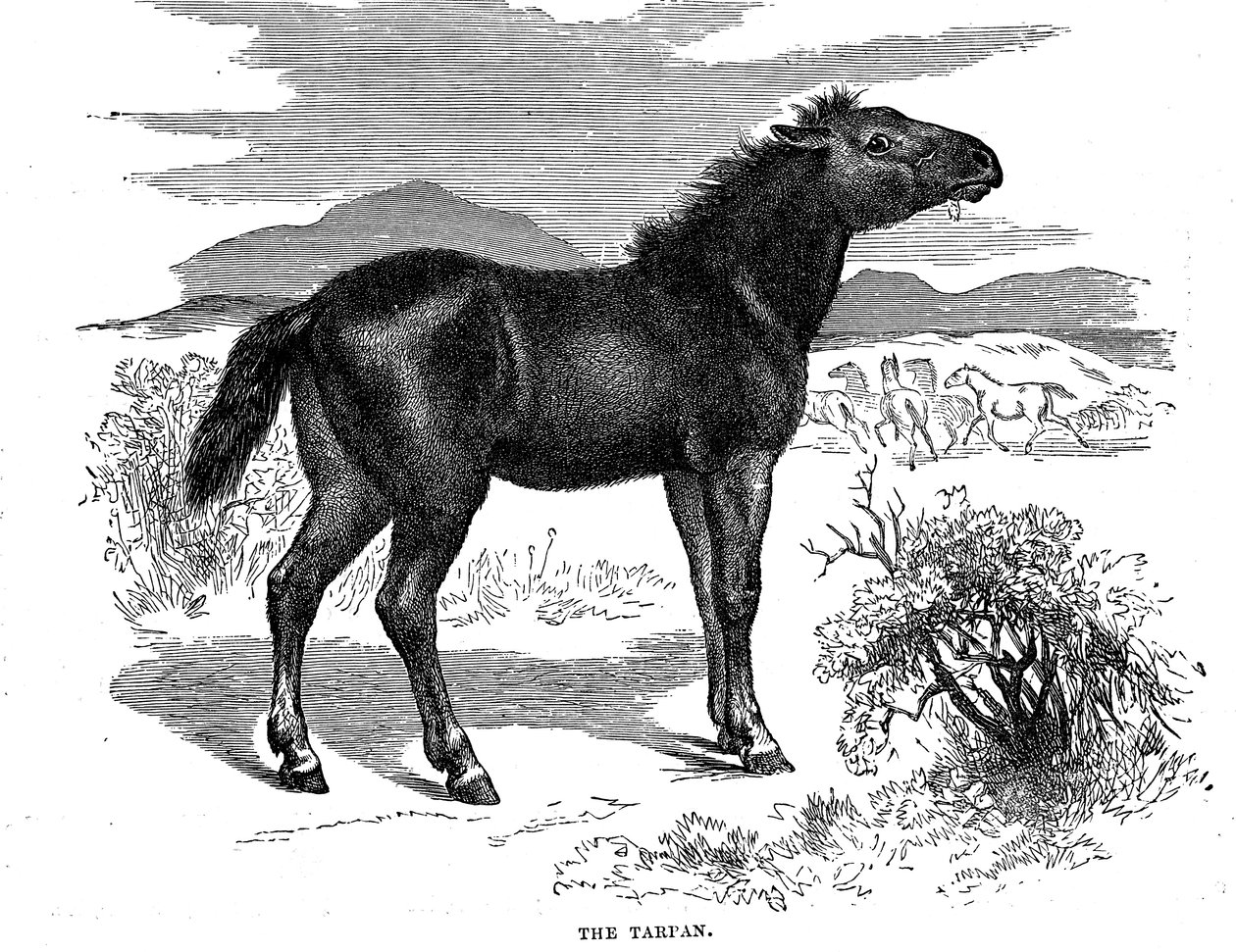 Tarpan, 1884 da Unbekannt