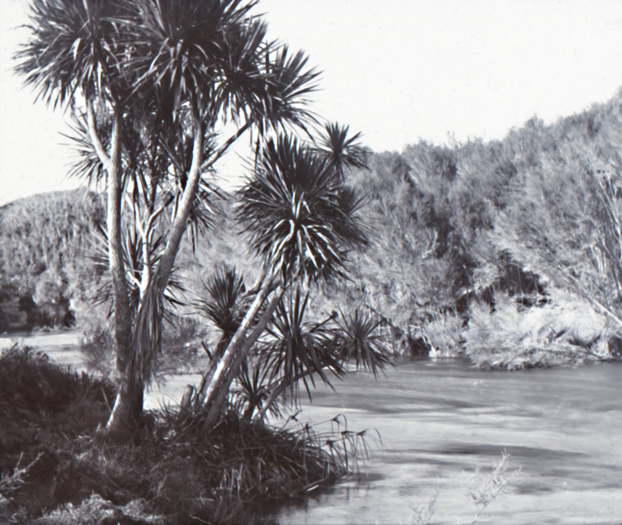 Fiume Te Waihou, Okoroire da Unbekannt