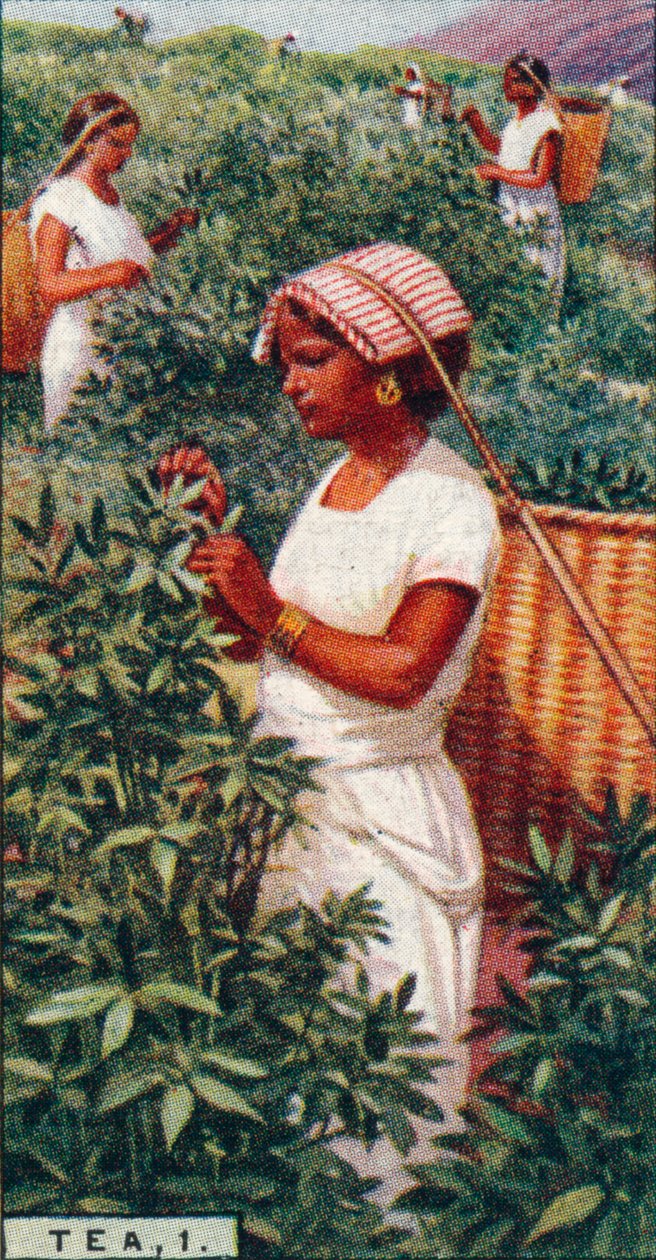 Tè, 1. - Raccolta delle foglie, Ceylon, 1928 da Unbekannt