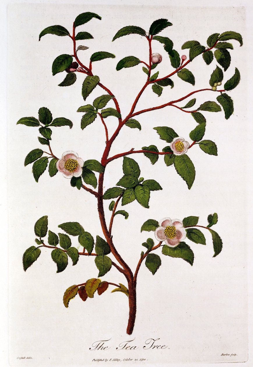Tè: ramo di Camellia sinensis da Unbekannt
