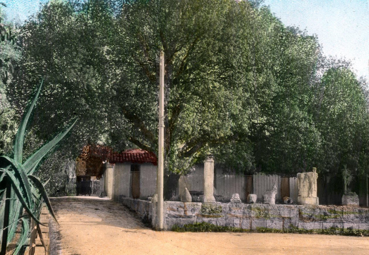 Albero di terebinto, Hammam Meskoutine, Algeria da Unbekannt