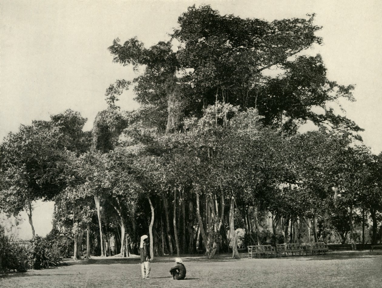 Il baniano, Barrackpore, 1870, 1925 da Unbekannt