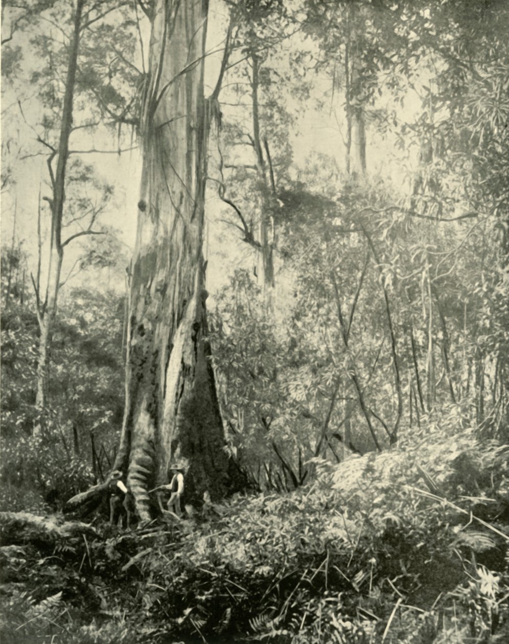 Il Barone, un noto albero alto, 1901 da Unbekannt