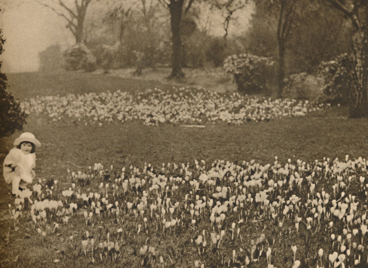 Il tappeto di crochi della primavera, c1935 da Unbekannt