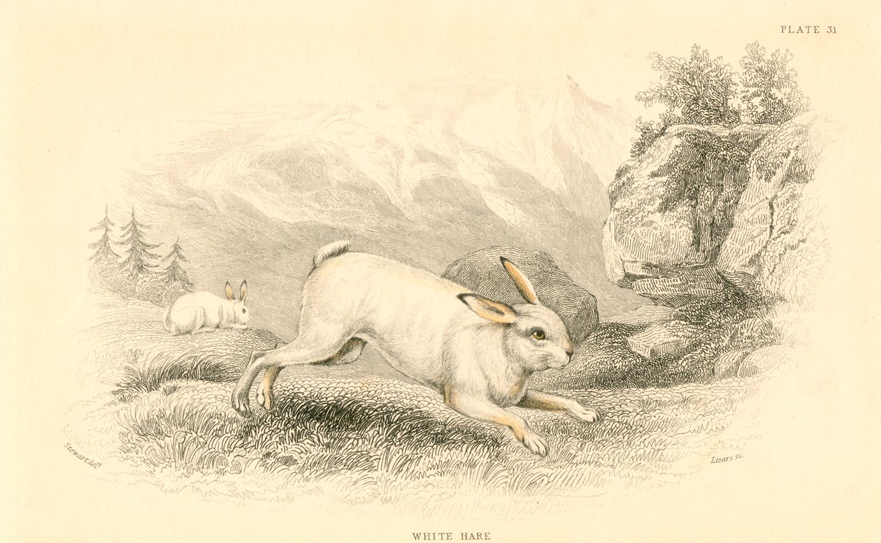 La lepre Lepus europaeus da Unbekannt