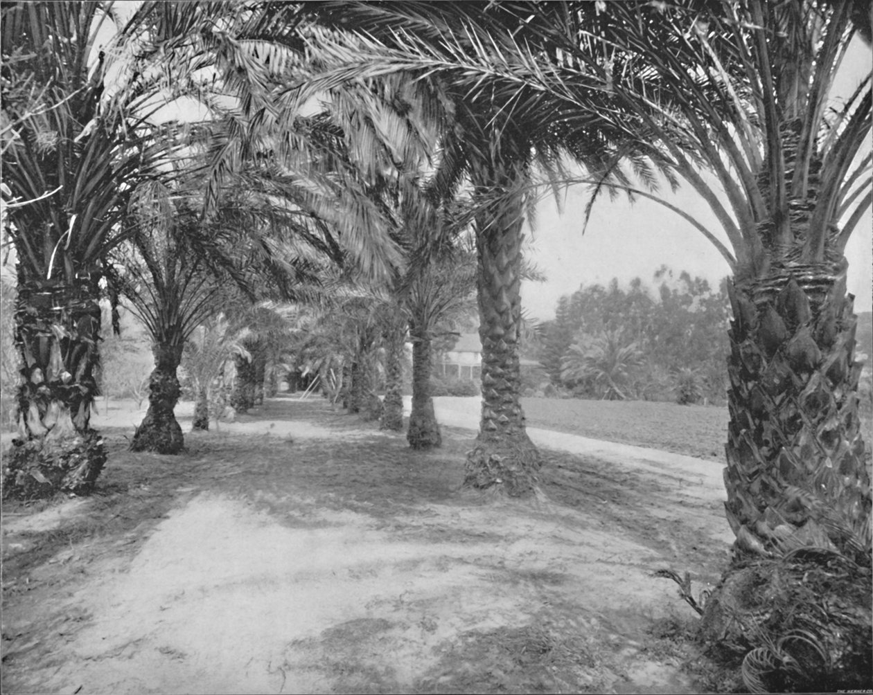 Le Palme di Glenannie, Florida, XIX secolo da Unbekannt