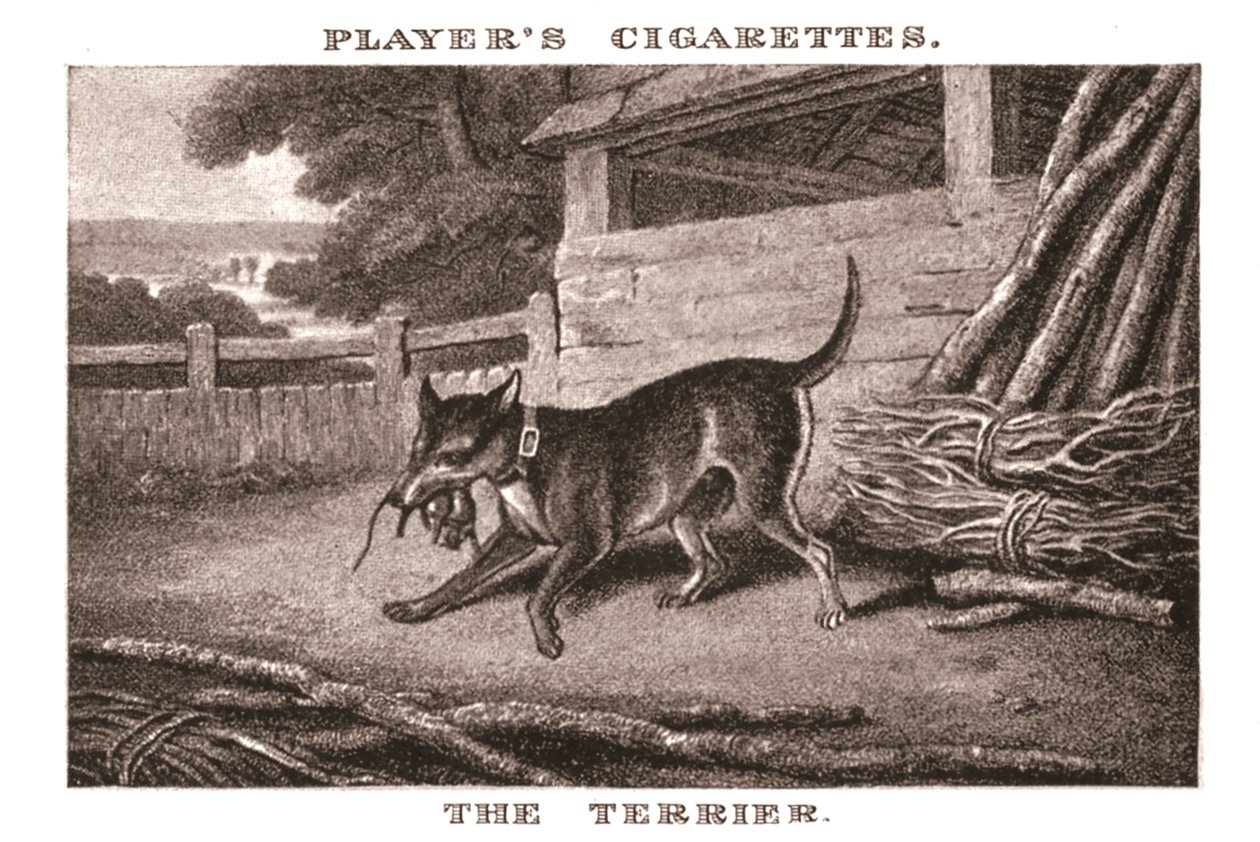 Il Terrier, 1924 da Unbekannt