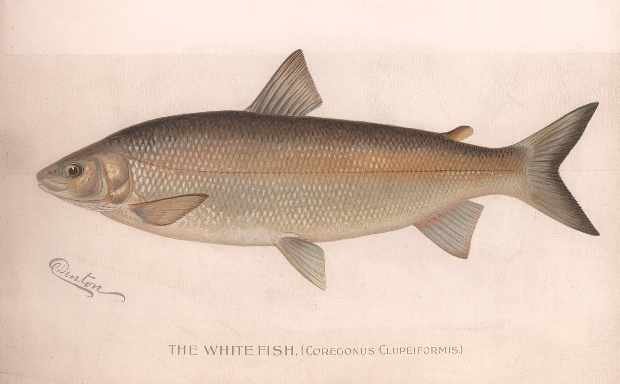 Il pesce bianco Coregonus Clupeiformis, c.1920s da Unbekannt