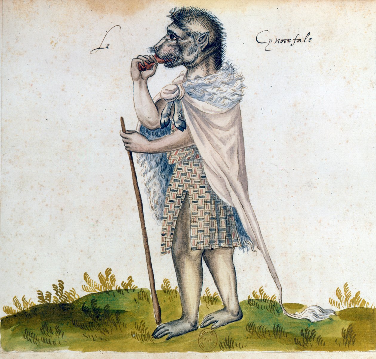 Il cinocefalo, XV secolo da Unbekannt