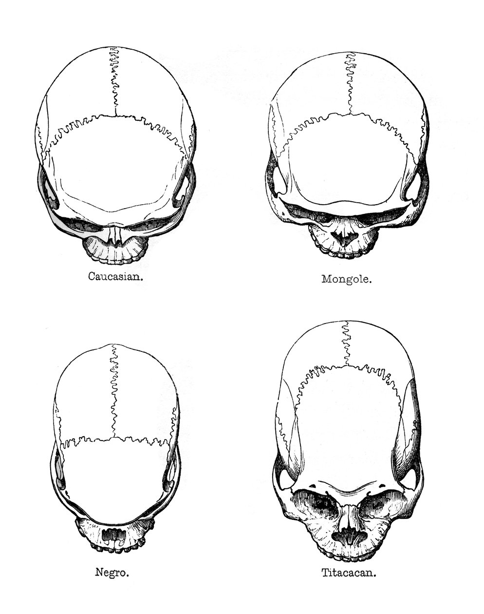 La configurazione verticale del cranio da Unbekannt