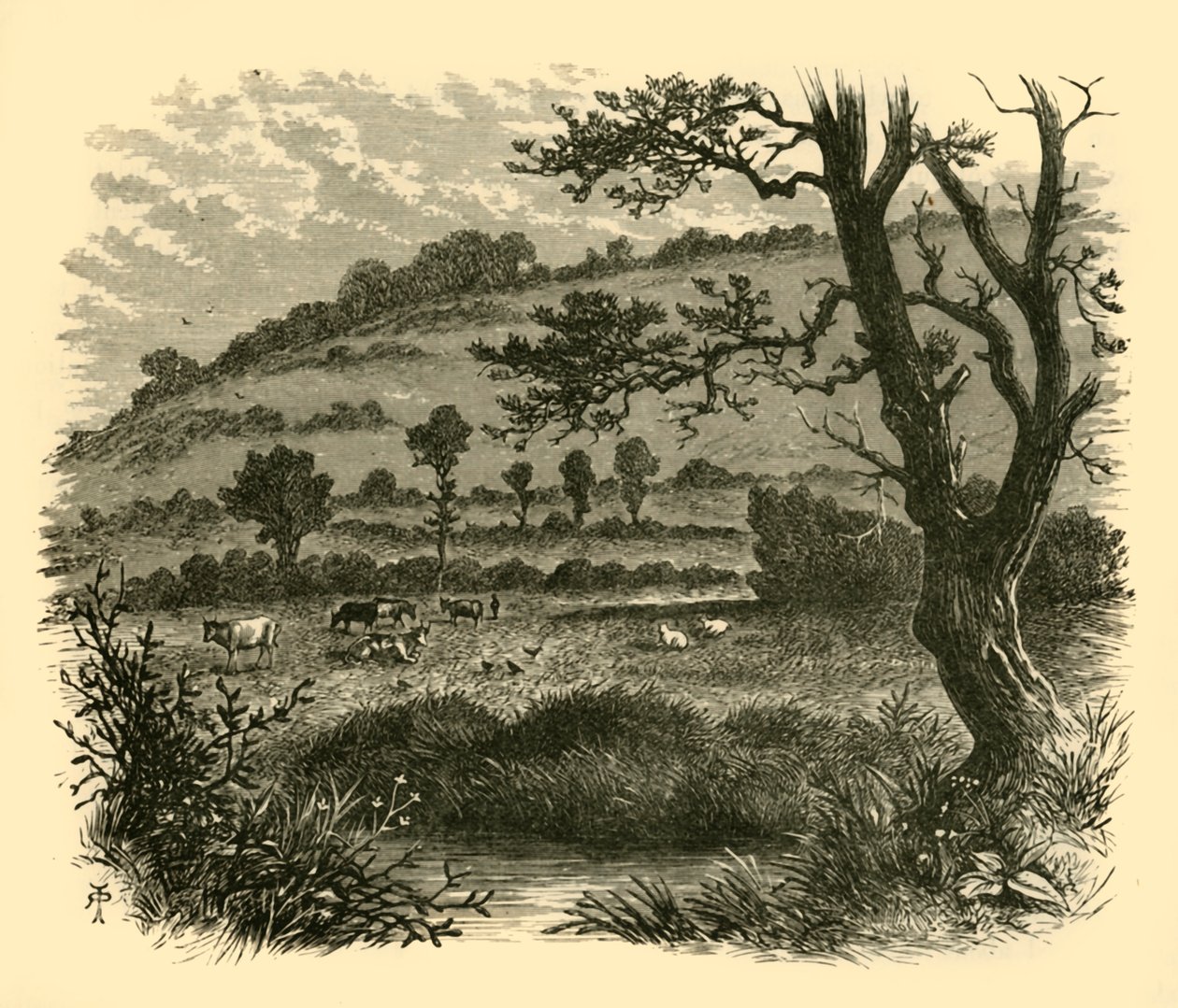 Thistledon, 1898 da Unbekannt