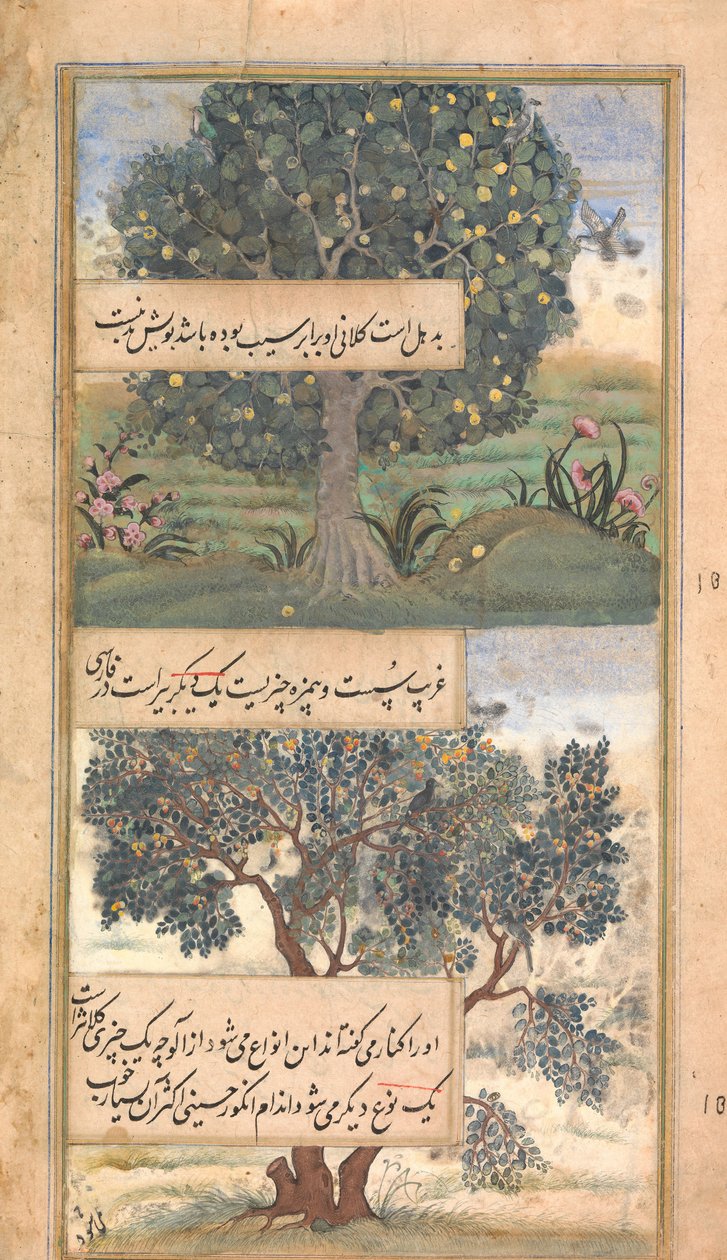 Tre alberi dell