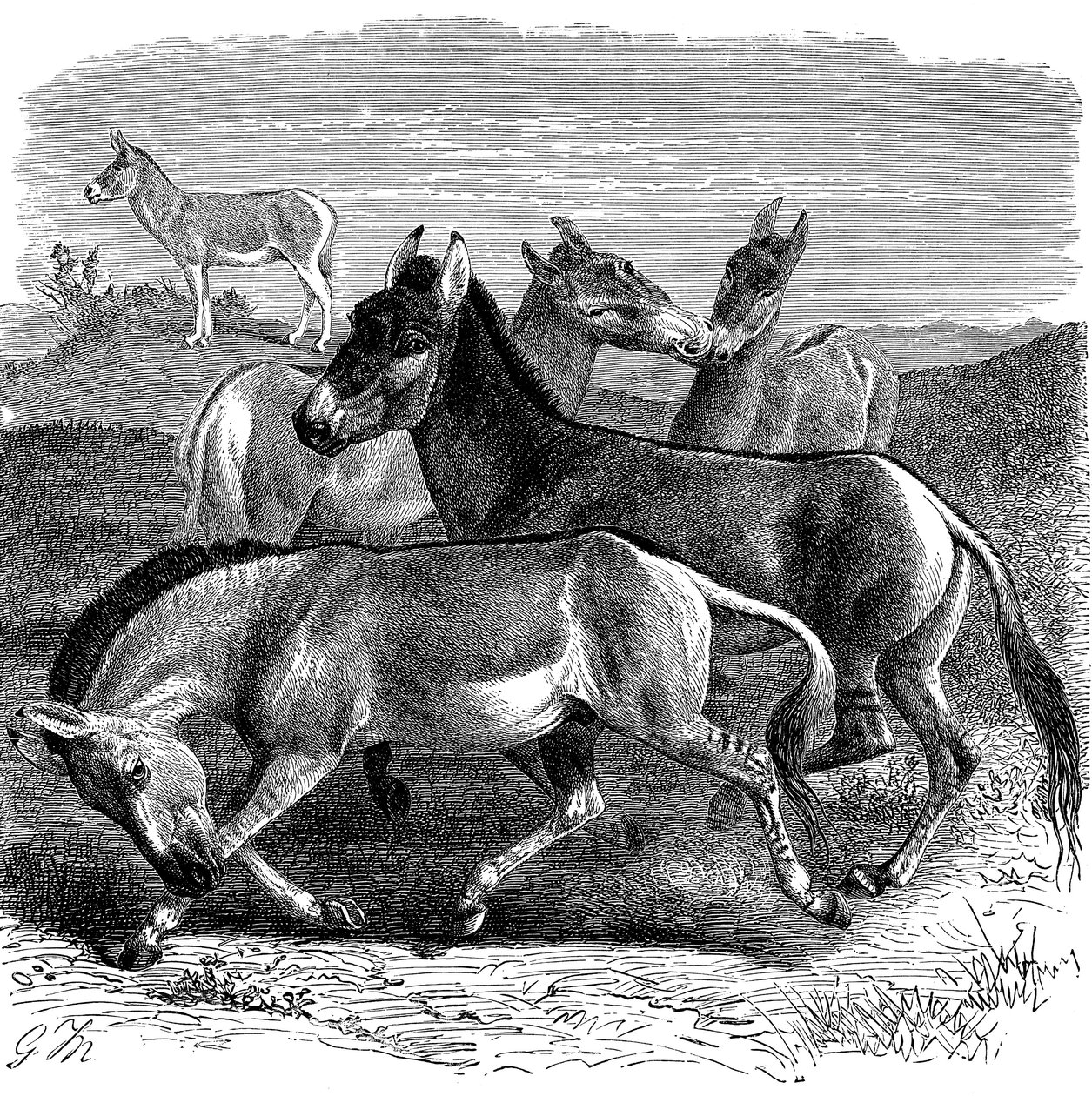 Asino selvatico tibetano o Kiang, 1893 da Unbekannt