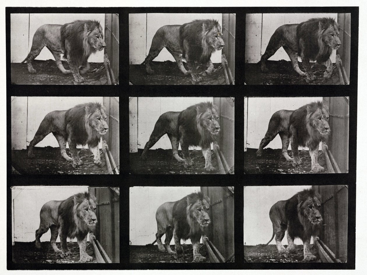 Fotografie time-lapse di un leone che cammina nella sua gabbia da Unbekannt