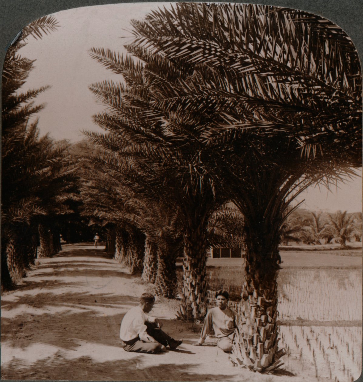 Bellezza tropicale di un viale di palme da dattero, Moanalua vicino a Honolulu, H. Is. da Unbekannt
