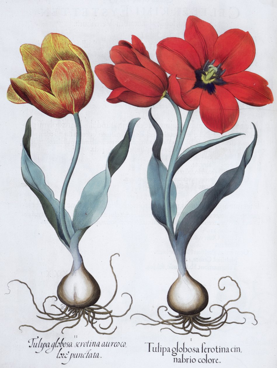 Tulipani, 1613 da Unbekannt