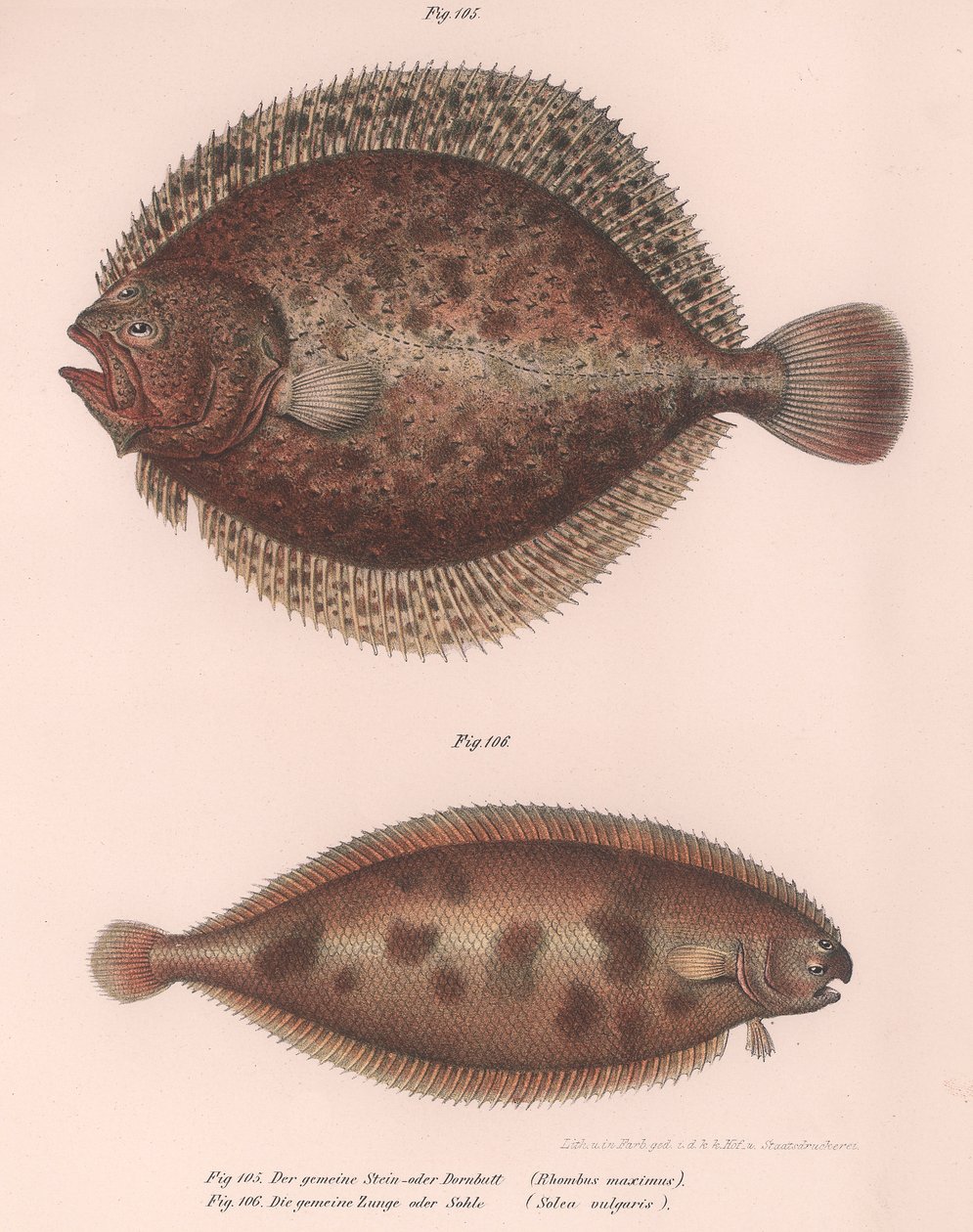 Rombo, Rhombus maximus, sogliola comune Solea vulgaris, c.1850s da Unbekannt