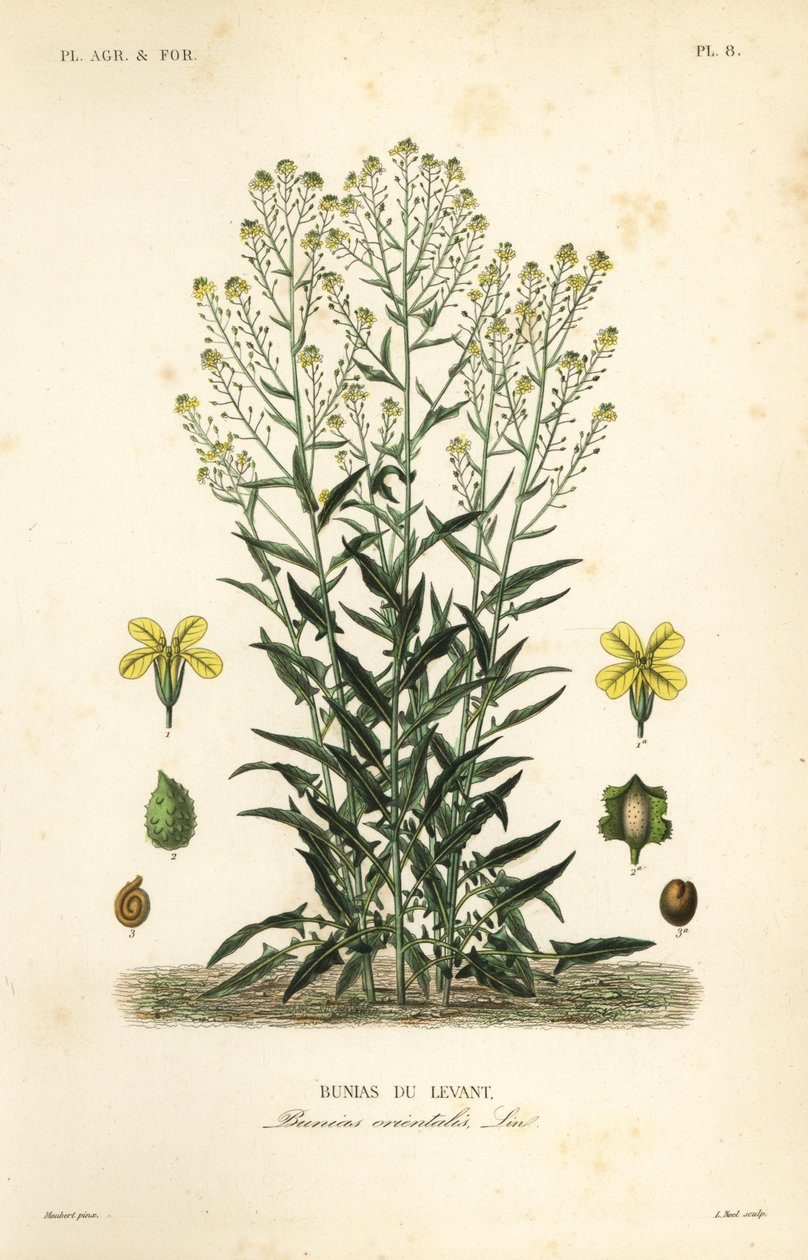 Rucola turca, Bunias orientalis da Unbekannt
