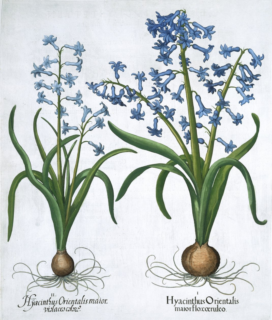 Due giacinti blu, 1613 da Unbekannt