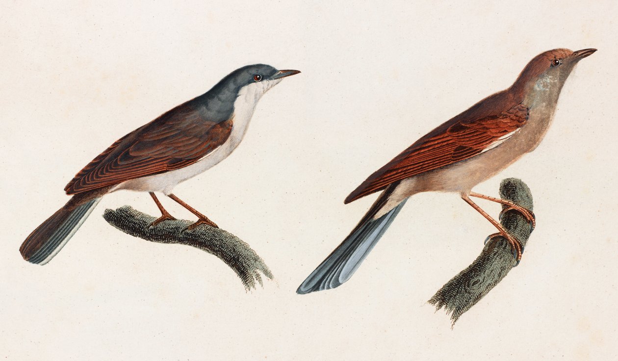 Due illustrazioni a colori di uccelli da Unbekannt