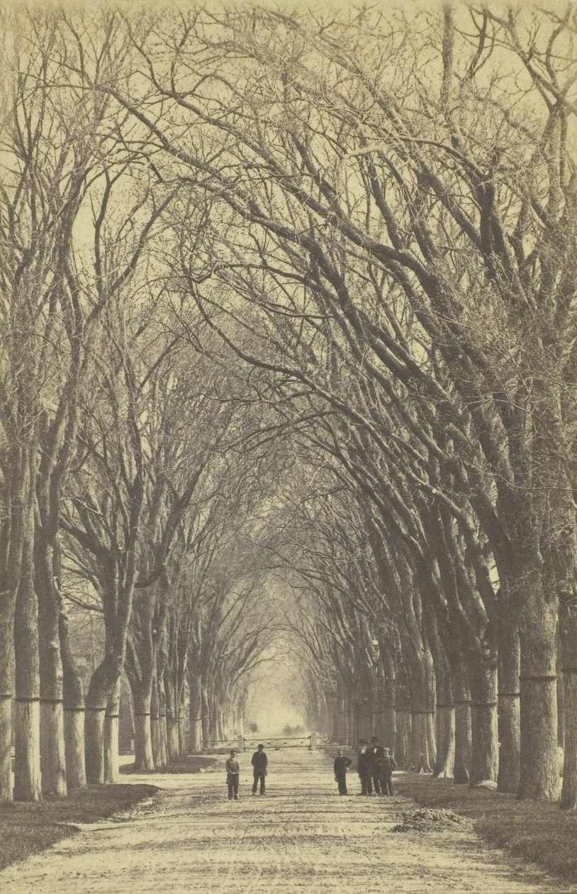 Viale di alberi senza titolo, 1840-1900 da Unbekannt