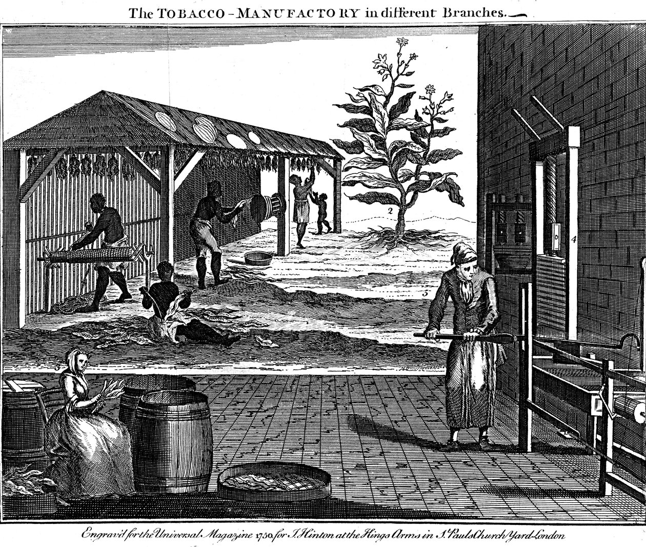 Varie fasi della produzione del tabacco, Virginia, USA, 1750 da Unbekannt