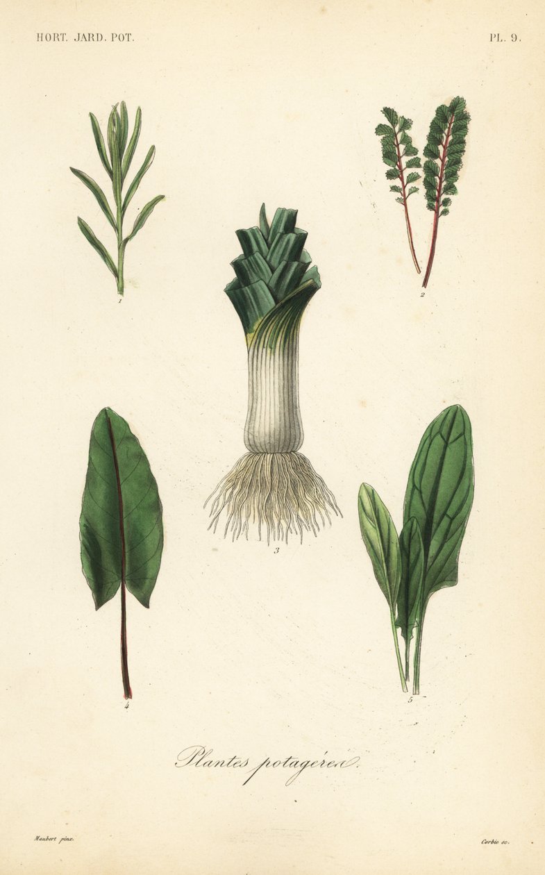 Verdure da Unbekannt