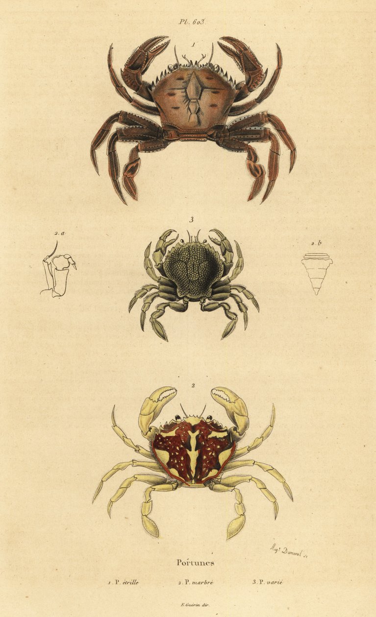 Granchio vellutato, Necora puber 1, granchio nuotatore marmorizzato, Liocarcinus marmoreus 2, e granchio nuotatore di Pennant, Portumnus latipes 3 da Unbekannt