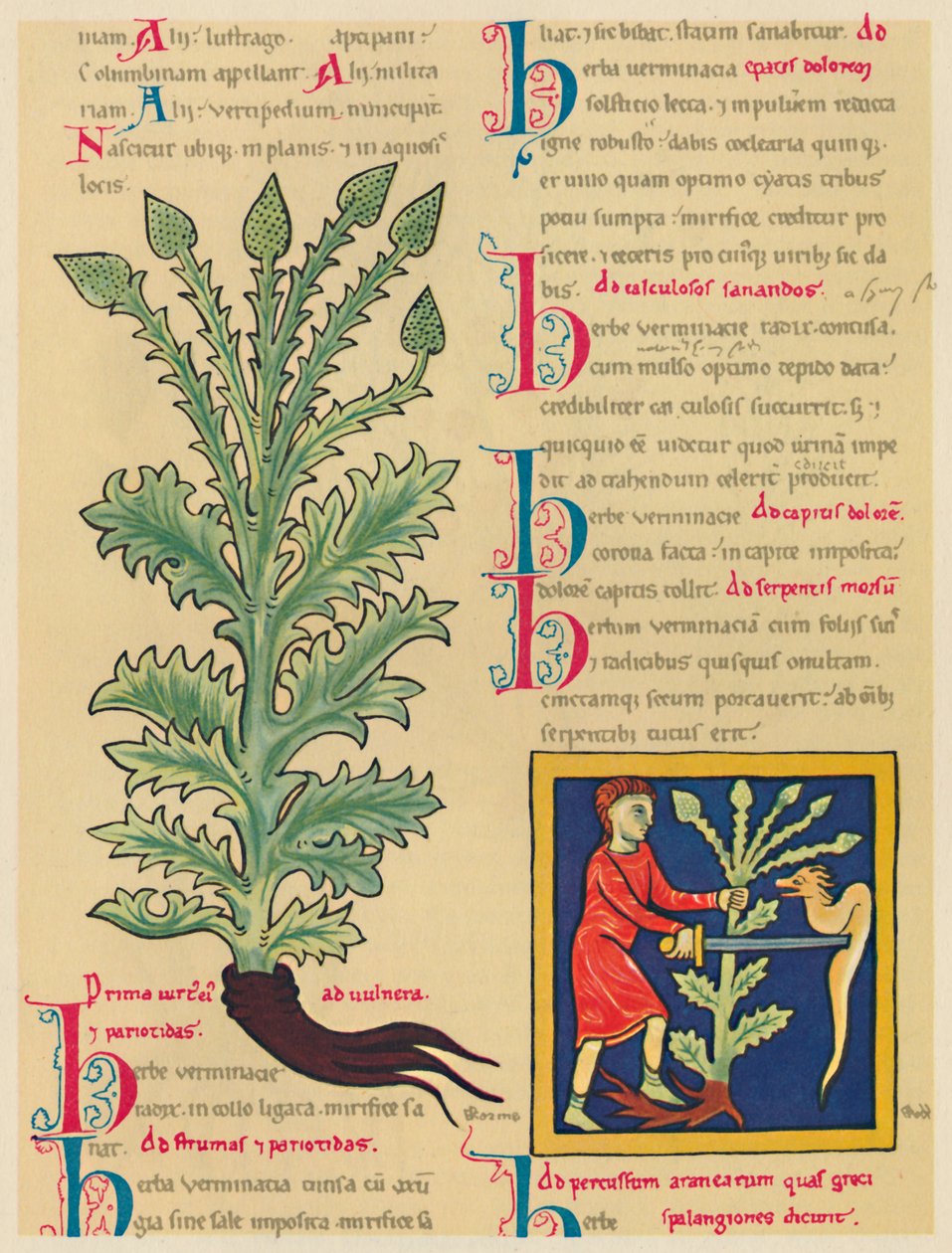 Verbena o Verbena, 1947 da Unbekannt