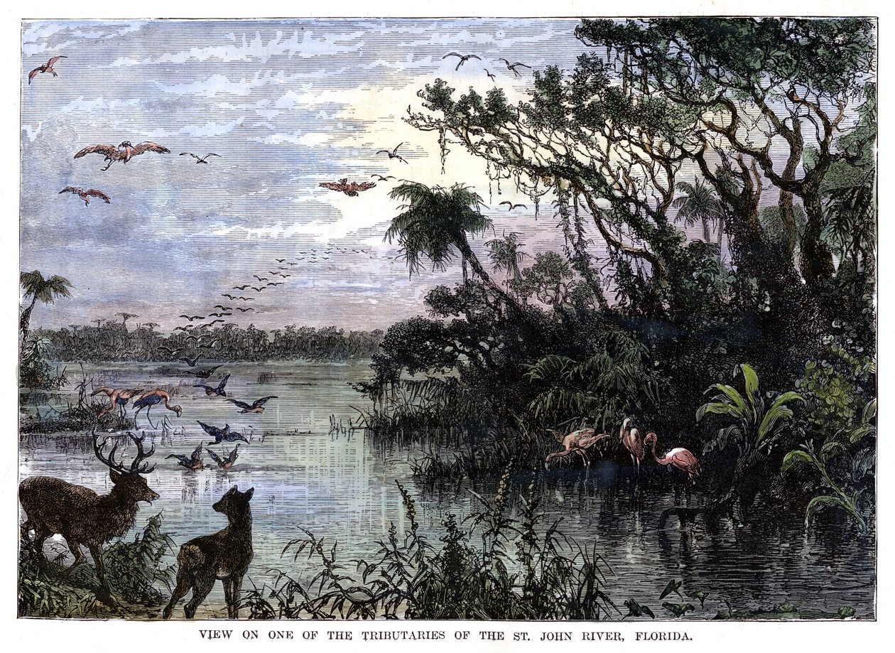 Veduta su uno dei tributari del fiume St John, Florida, XIX secolo da Unbekannt