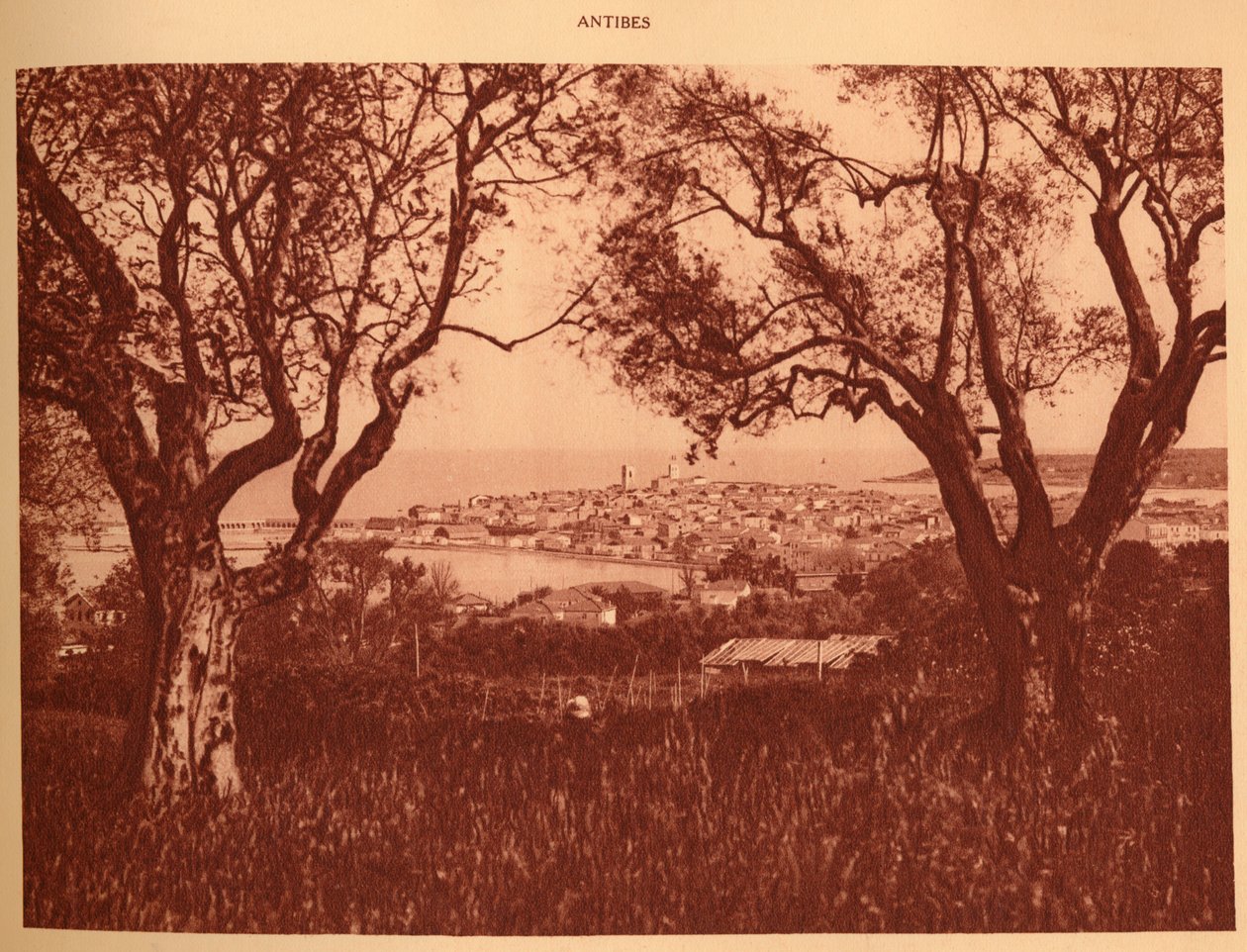 Vista attraverso gli ulivi verso Antibes, 1930 da Unbekannt