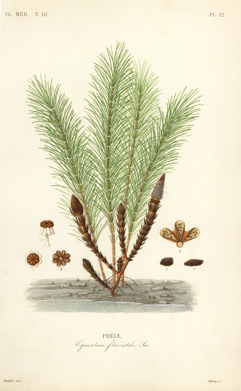 Equiseto delle acque o equiseto palustre, Equisetum fluviatile, Prele da Unbekannt