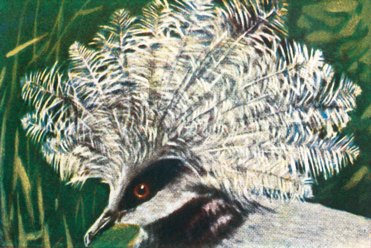 Piccione coronato occidentale, c1928 da Unbekannt