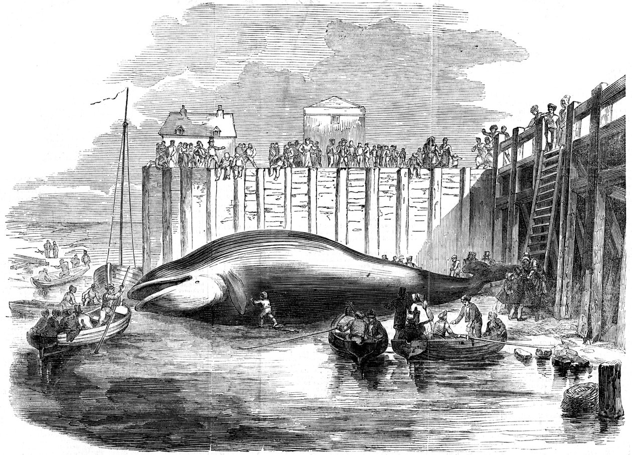 Balena catturata nel Tamigi, Grays, Essex, XIX secolo da Unbekannt