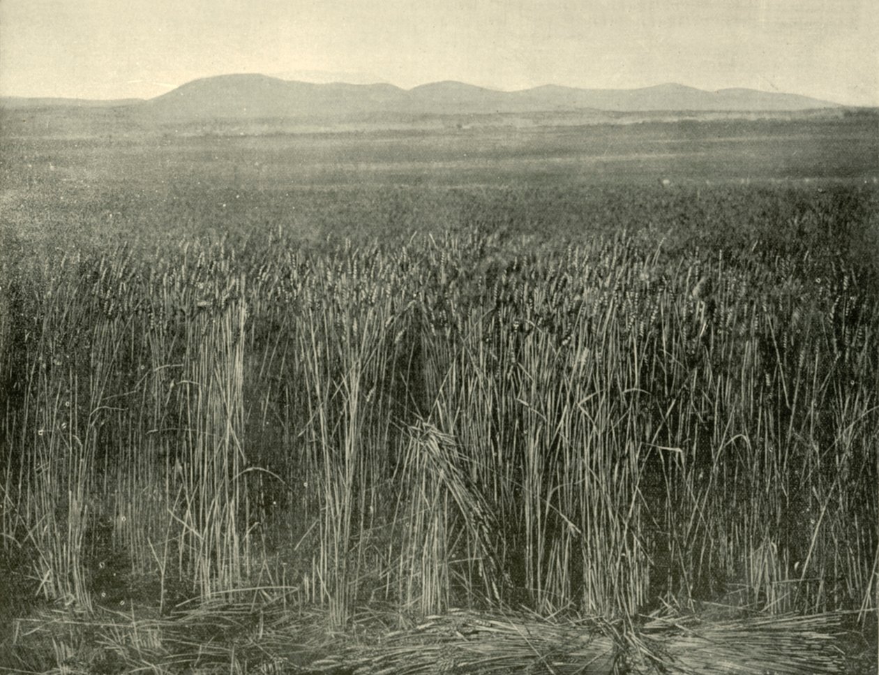 Campo di grano, Canning Downs, Queensland, 1901 da Unbekannt