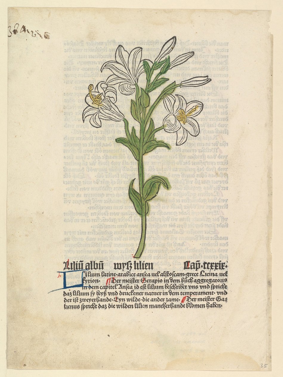 Giglio bianco, illustrazione da Gart der Gesundheit Sch.4332, 28 marzo 1485 da Unbekannt