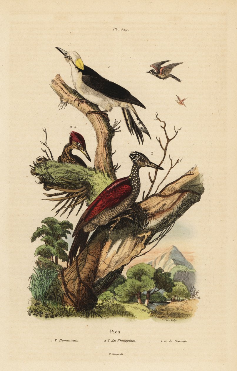 Picchio bianco, Melanerpes candidus, picchio pigmeo filippino, Yungipicus maculatus, maschio e femmina da Unbekannt