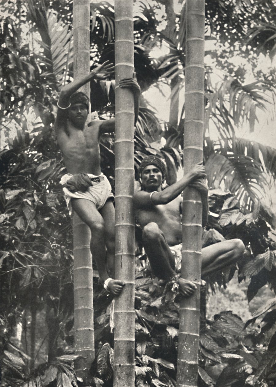 Wie Ceylonesen auf die Kokospalmen klettern, 1926 da Unbekannt