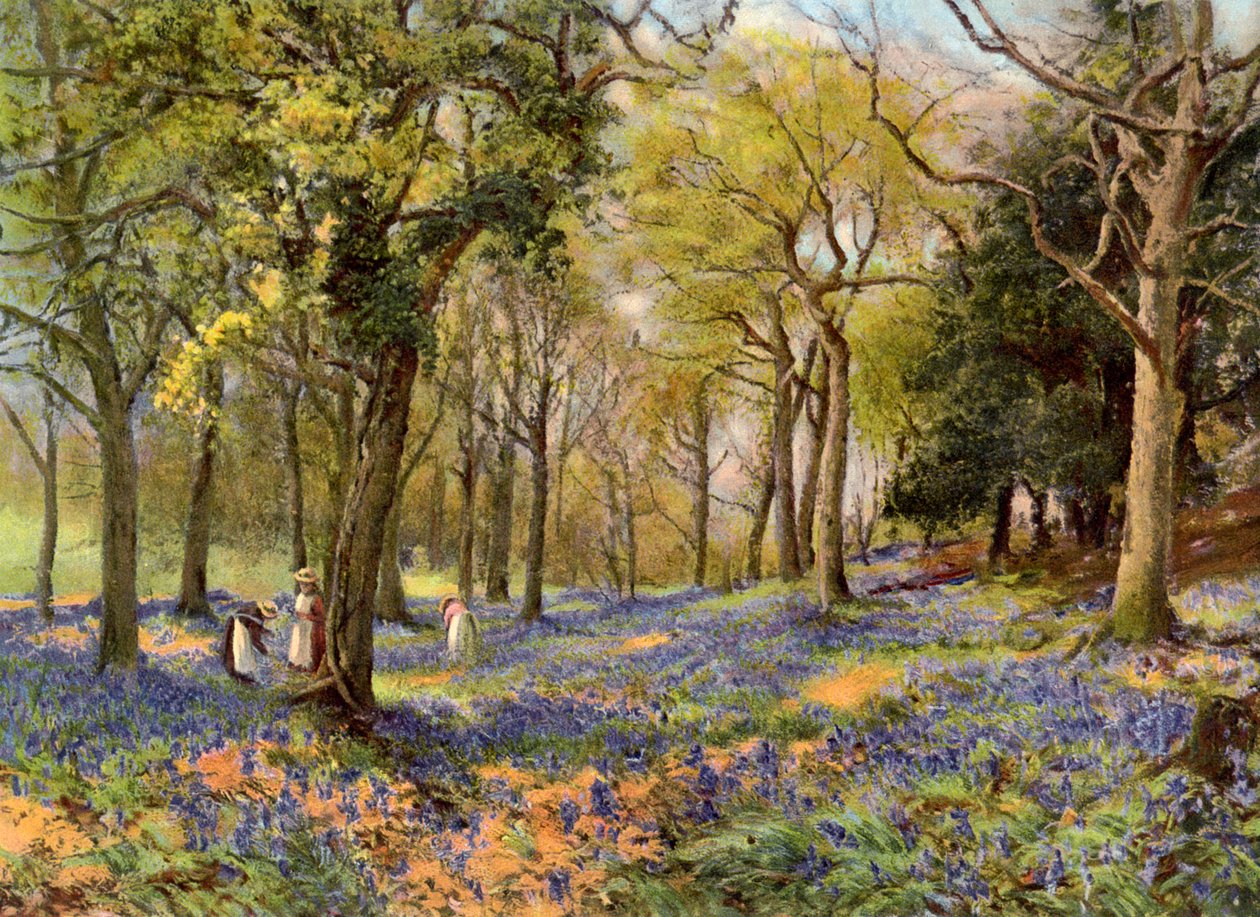 Giacinti selvatici in un boschetto del Surrey, 1906 da Unbekannt