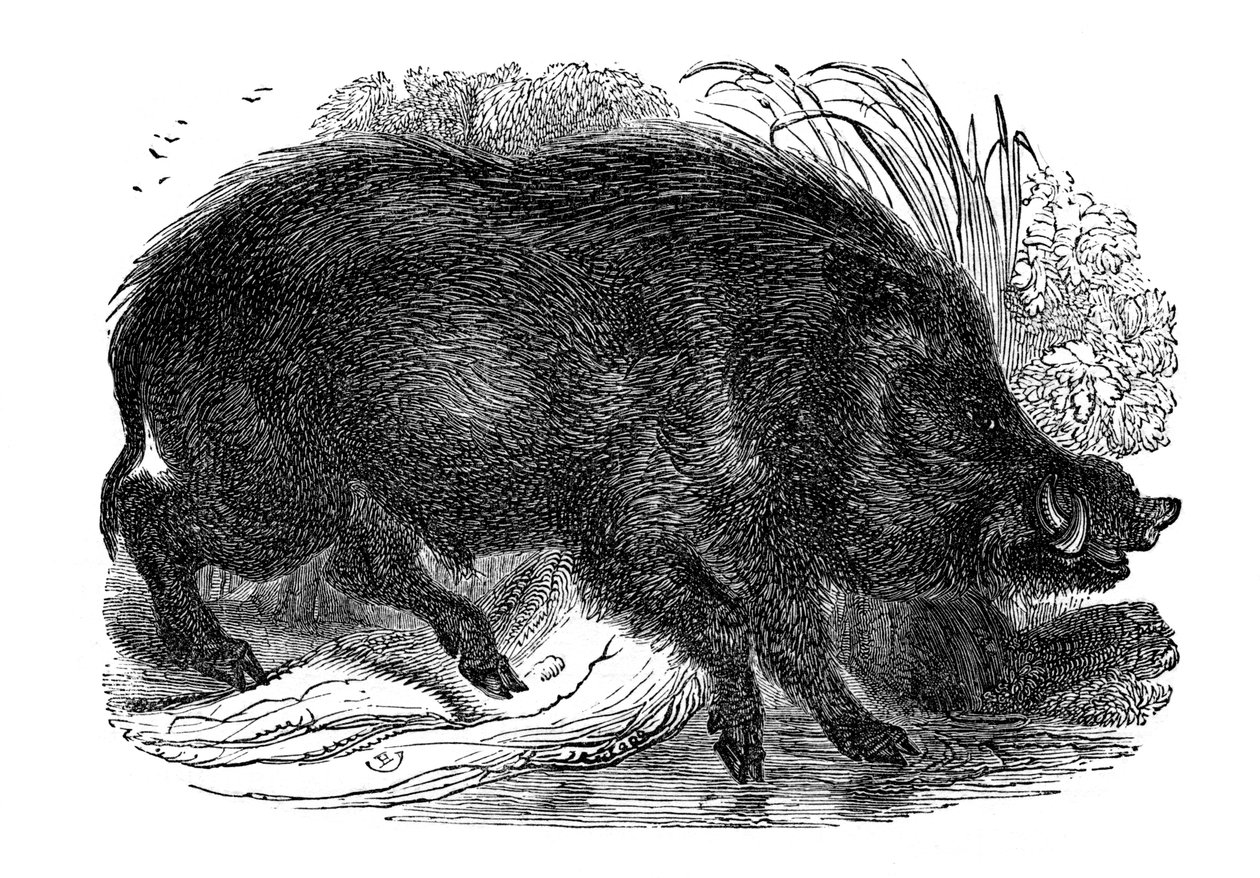 Cinghiale, 1848 da Unbekannt