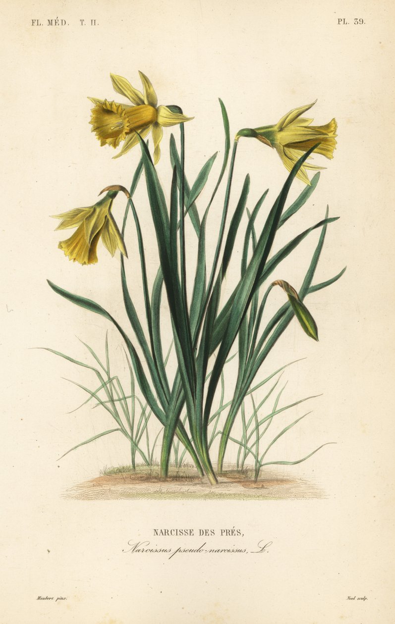 Narciso selvatico o narciso di Pasqua, Narcissus pseudonarcissus, Narcissus pseudo-narcissus, Narcisse des pres da Unbekannt