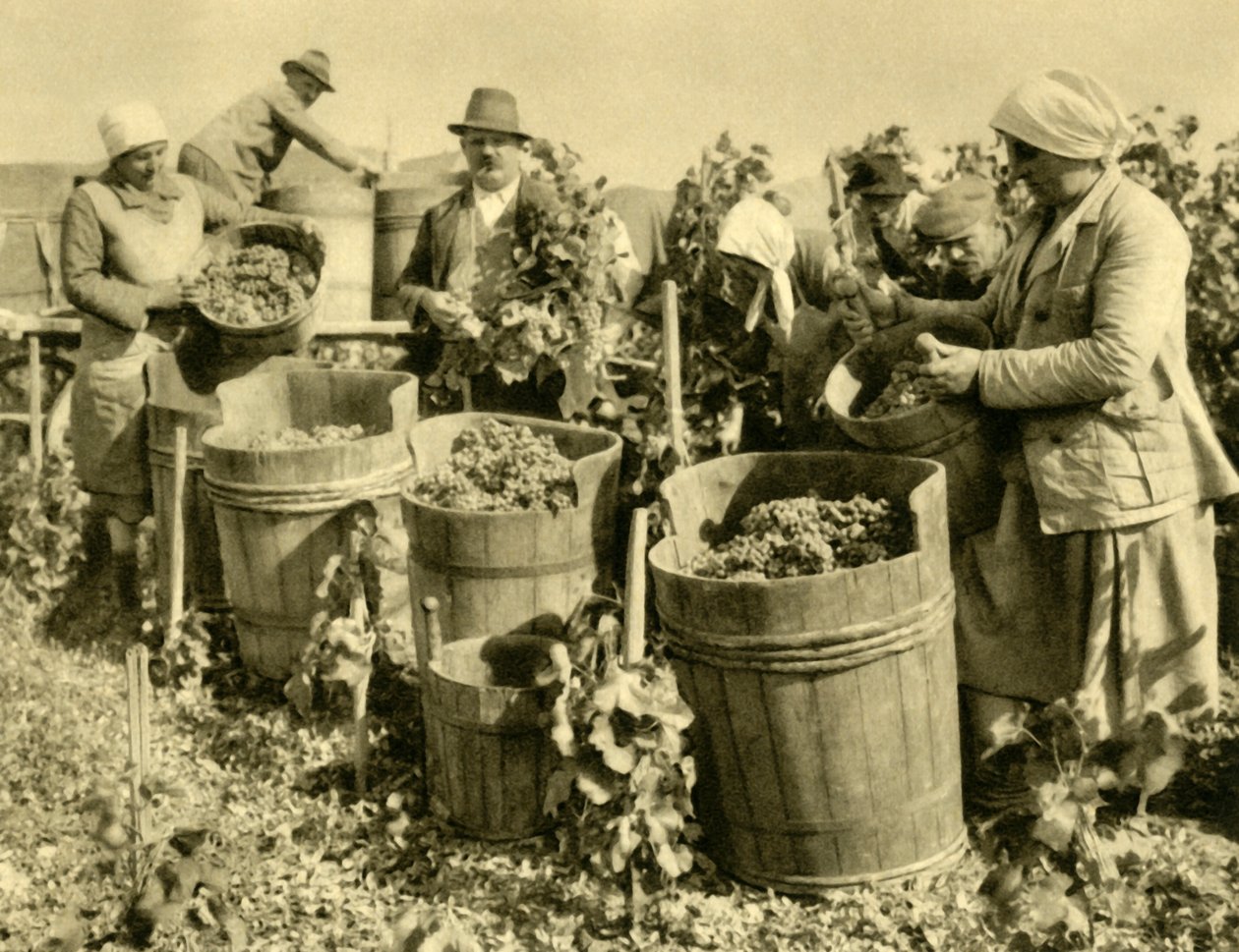 Vendemmia vicino a Baden bei Wien, Bassa Austria, c1935 da Unbekannt