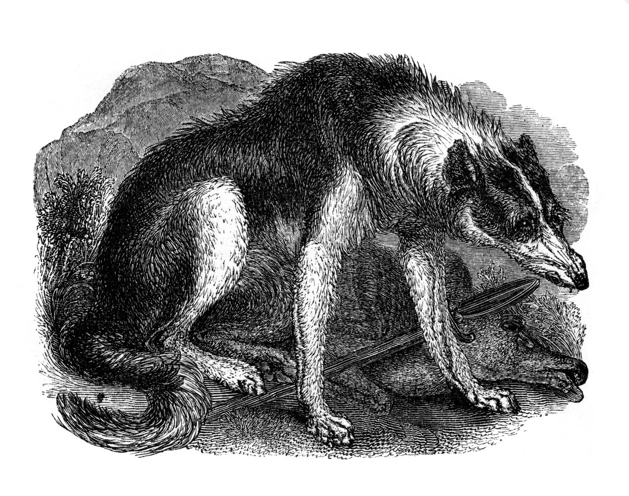 Cane lupo, 1848 da Unbekannt