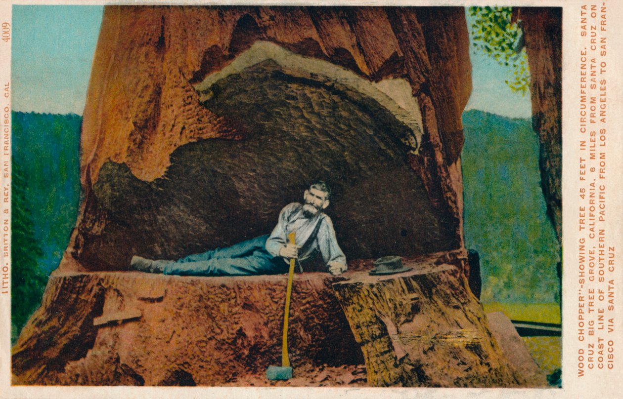 Taglialegna che mostra un albero di 46 piedi di circonferenza. Santa Cruz Big Tree Grove, California, c1909 da Unbekannt