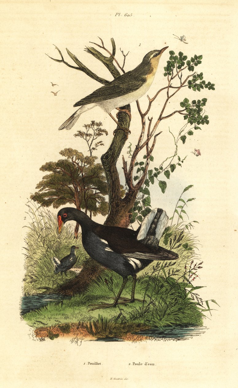 Luì verde, Phylloscopus sibilatrix, e gallinella d