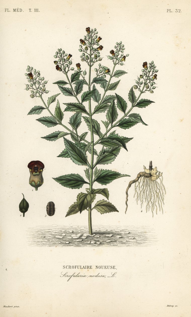 Scrofularia nodosa, Scrophularia nodosa, Scrofulaire noueuse da Unbekannt